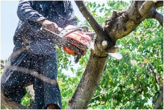 tree services South Padre Island